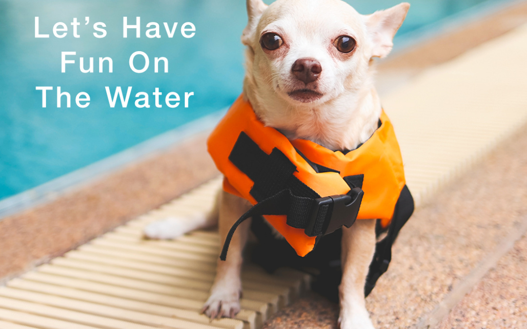6 Must-Have Central Florida Lakefront Boat Dock Accessories for Dogs