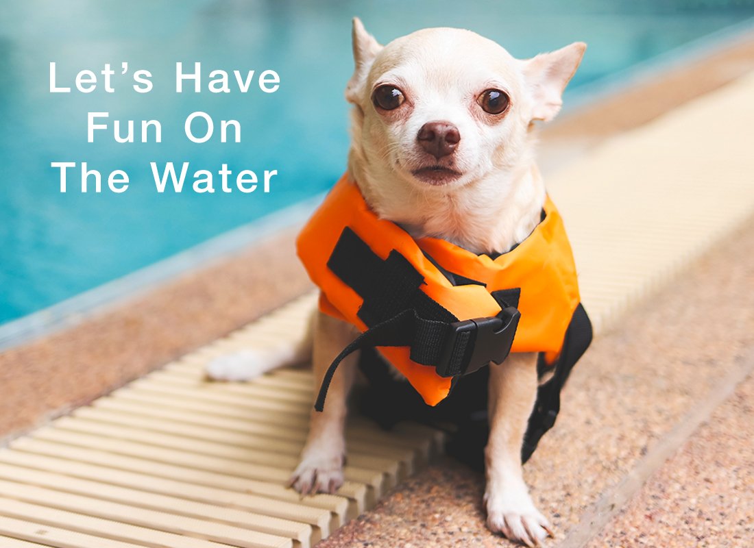 6 MustHave Central Florida Lakefront Boat Dock Accessories for Dogs